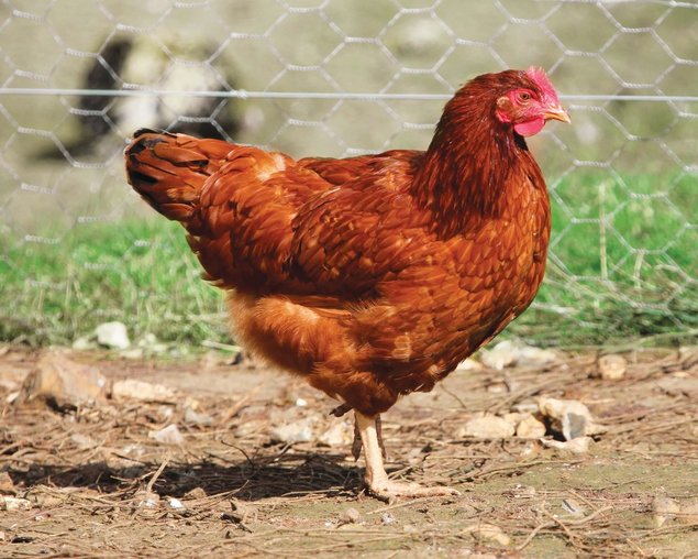 Oeufs fécondés Poules pondeuses