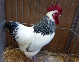 Oeuf de poule sussex herminée naine