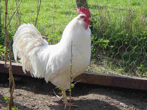 Oeufs fécondés Poules pondeuses