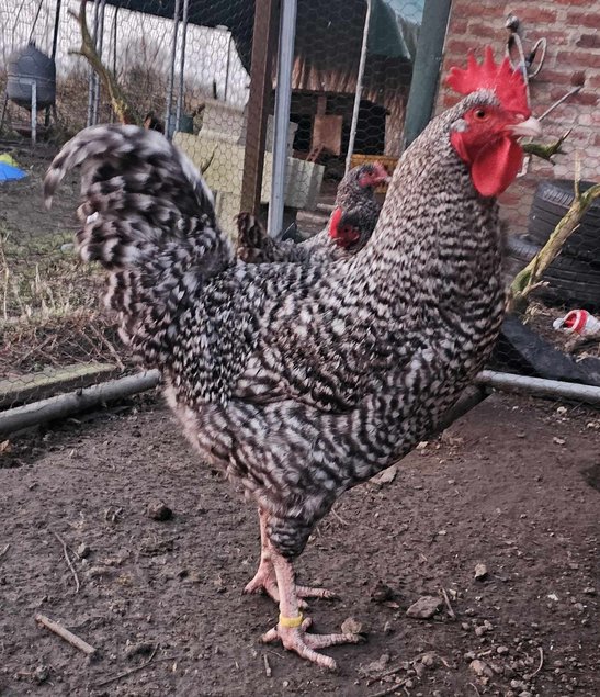 Oeufs à couver de poules Coucou des Flandres