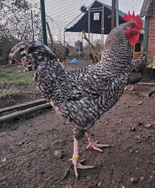 Oeufs à couver de poules Coucou des Flandres