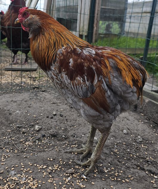 Oeufs à couver de poules Araucana saumon doré / saumon doré bleu