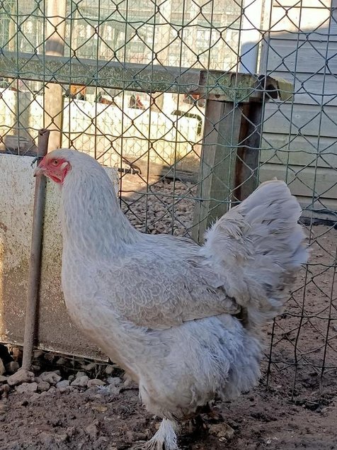 Oeufs fécondés à couver poule Brahma Isabelle GR