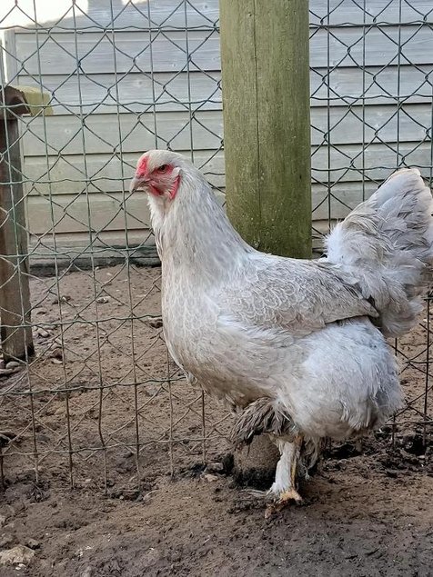 Oeufs fécondés à couver poule Brahma Isabelle GR