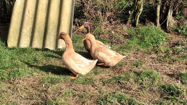 Oeuf fécondé canard orpington