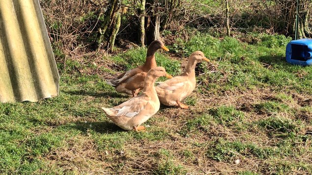 Oeuf fécondé canard orpington