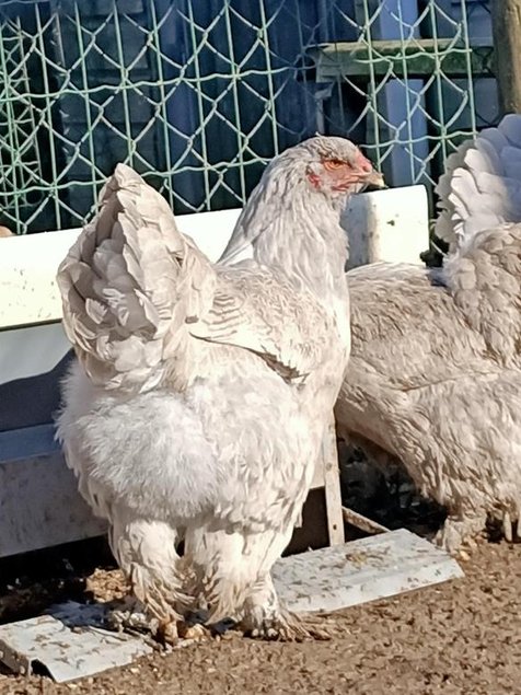 Oeufs fécondés à couver poule Brahma Isabelle GR