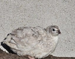 Caille du Japon diluée, caillouté ,gris, roux