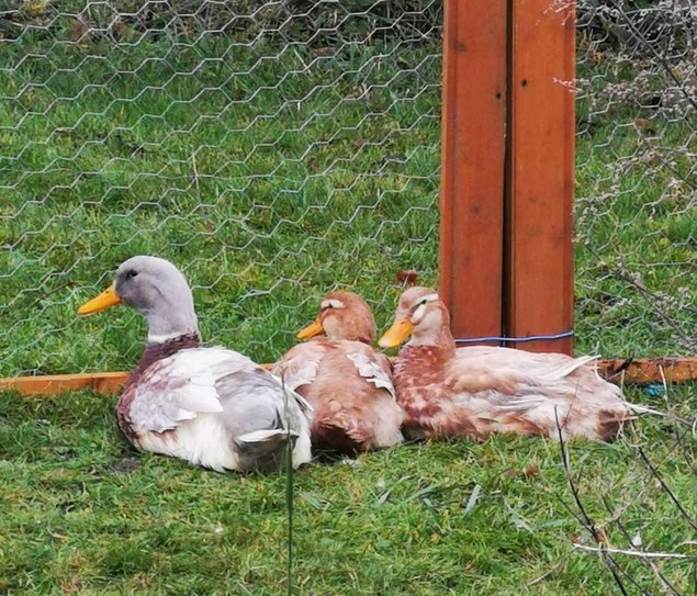 Oeufs de cane de Saxe