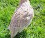 Oeufs de cailles Jumbo Blanches, Isabelles et Grises