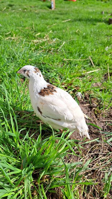 Oeufs de cailles Jumbo Blanches, Isabelles et Grises