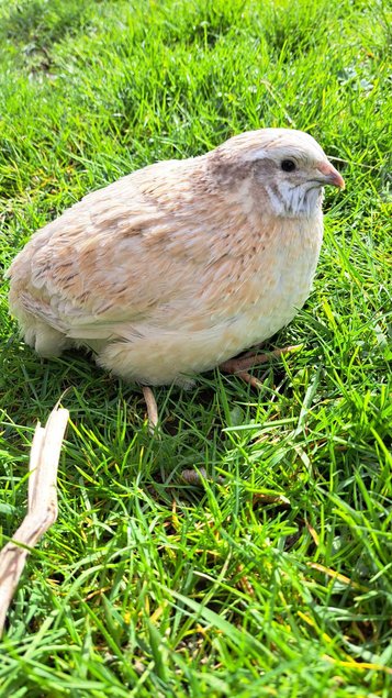 Oeufs de cailles Jumbo Blanches, Isabelles et Grises