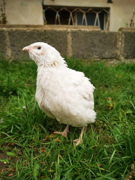 Oeufs de cailles Jumbo Blanches, Isabelles et Grises