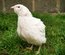 Oeufs de cailles Jumbo Blanches, Isabelles et Grises