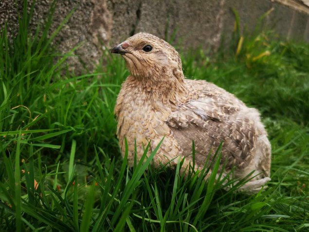 Oeufs de cailles Jumbo Blanches, Isabelles et Grises