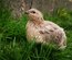 Oeufs de cailles Jumbo Blanches, Isabelles et Grises