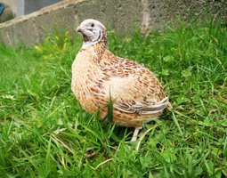 Oeufs de cailles Jumbo Blanches, Isabelles et Grises