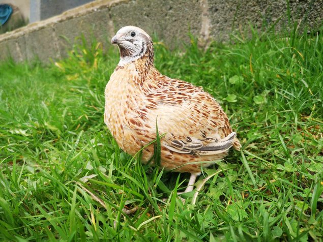 Oeufs de cailles Jumbo Blanches, Isabelles et Grises