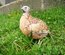 Oeufs de cailles Jumbo Blanches, Isabelles et Grises