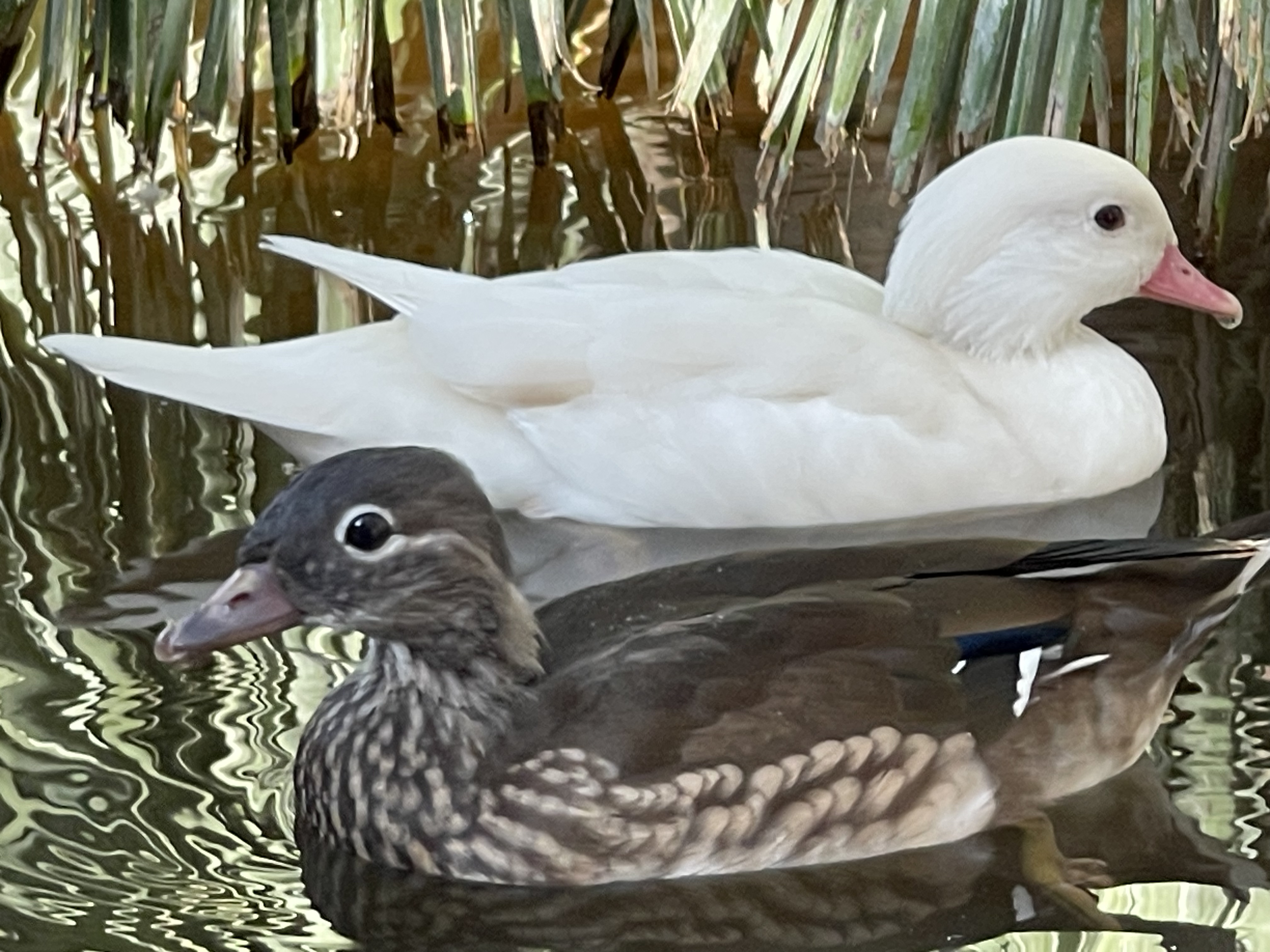Canard Décoratif En Bois Et Bambou - Figurine Artisanale Blanche Brillante 35cm | Déco Bord De Mer, Collection Canards & Oies
