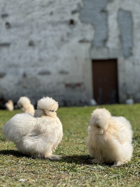 Poule soie Box mystère