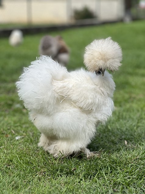 Oeufs fécondes poule soie blanche