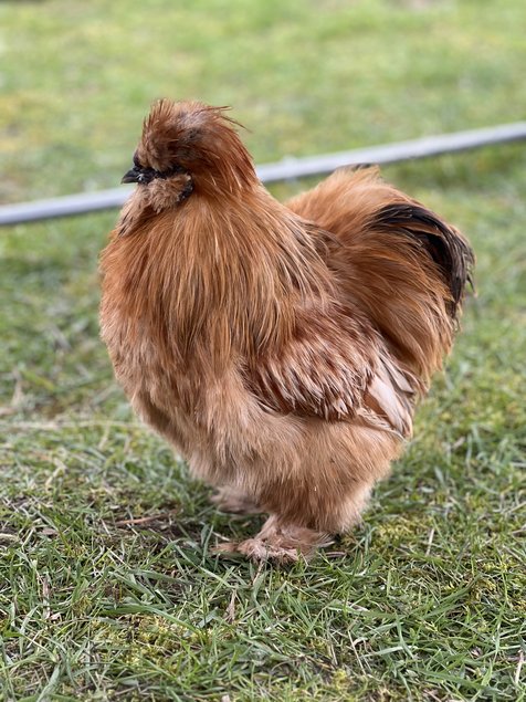 Oeufs soie fauve et panaché fauve