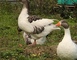 Oeufs d'oie Flamande