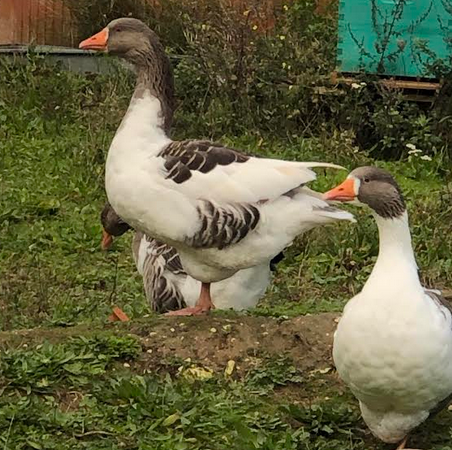 Oeufs d'oie Flamande