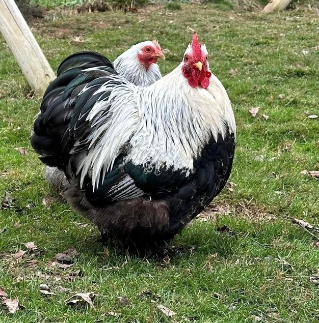 Oeufs à couver de Poule Pékin Perdrix Argenté Maillé