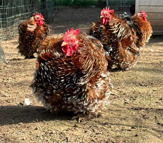 Oeufs à couver de poule Pékin Porcelaine Rouge (ex Millefleurs)