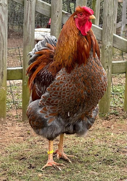 Oeufs à couver de poule Wyandotte dorée liséré noir/bleu - Grande Race