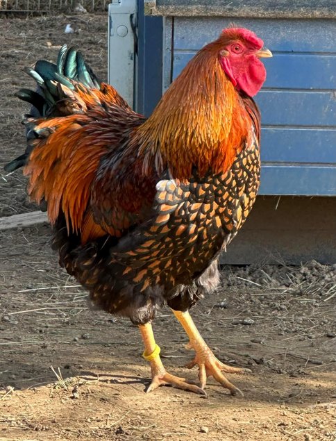 Oeufs à couver de poule Wyandotte dorée liséré noir/bleu - Grande Race