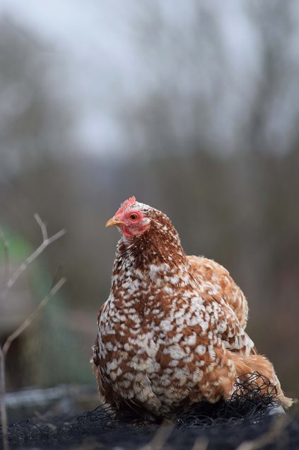 Oeufs mélangés - Barbus - Pékins - Silkies - et croisement