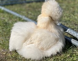 Poule soie Box mystère