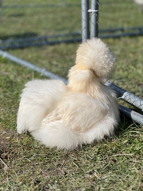 Poule soie Box mystère