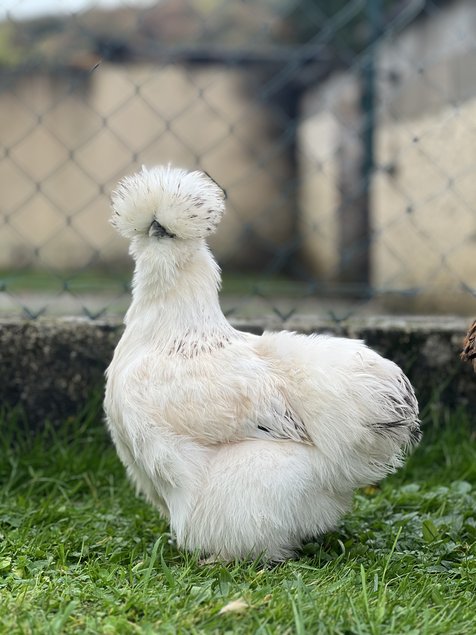 Poule soie Box mystère