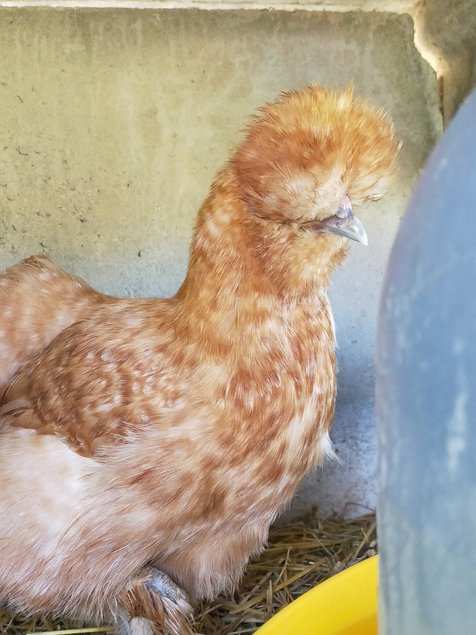 Oeufs fécondés de poules soies