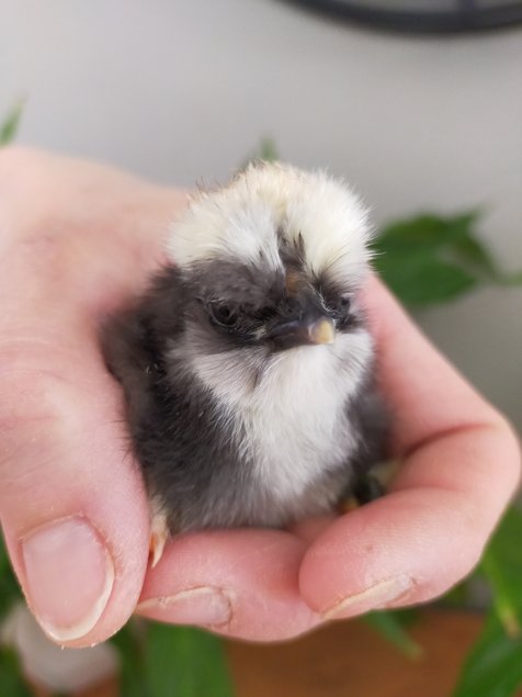 Oeufs fécondés de poules soies