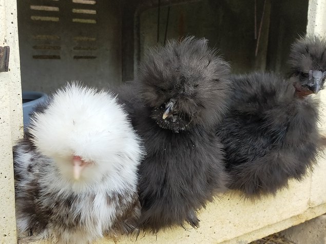 Oeufs fécondés de poules soies