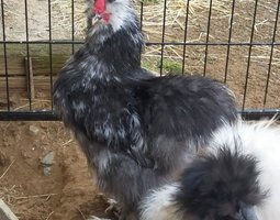 Oeufs fécondés de poules soies