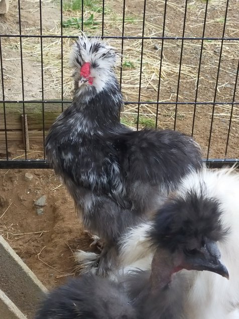 Oeufs fécondés de poules soies