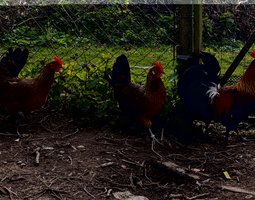 Oeufs à couver de Gauloise dorée