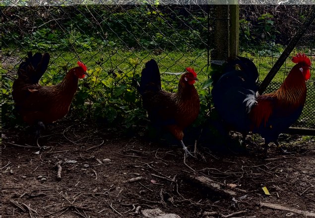 Oeufs à couver de Gauloise dorée