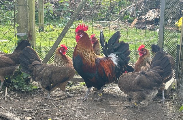 Oeufs à couver de Gauloise dorée