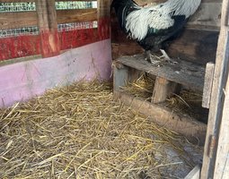 Oeufs fécondés marans BCA et NCA