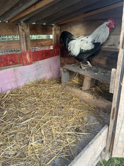 Oeufs fécondés marans BCA et NCA