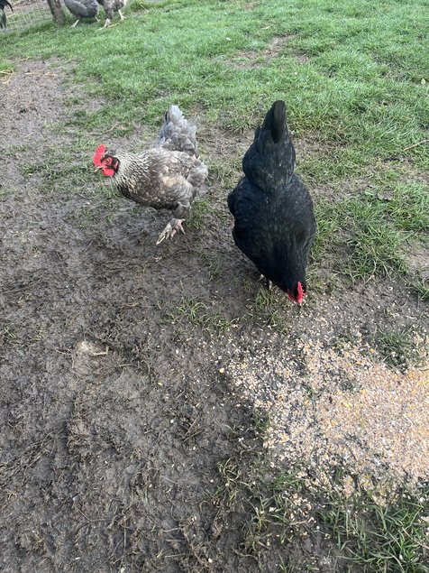 Oeufs fécondés marans BCA et NCA