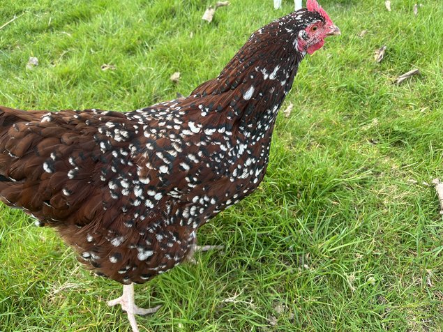 Oeufs fécondés Sussex tricolore