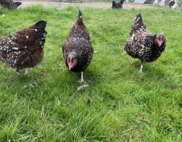 Oeufs fécondés Sussex tricolore